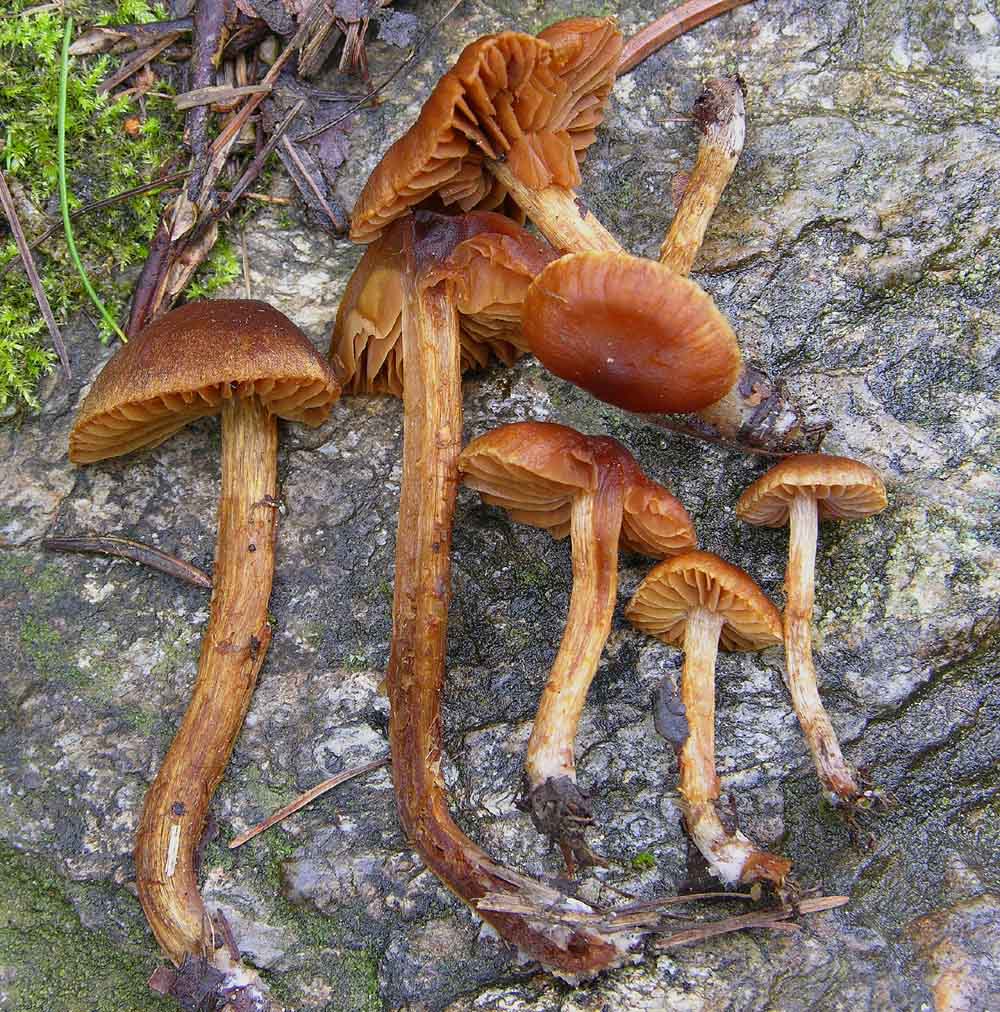 Piccolo Cortinarius da determinare.
